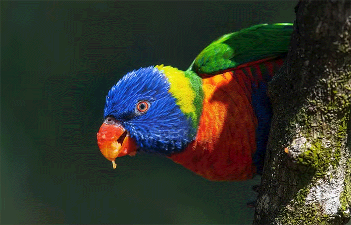 Animais dispersores de sementes têm papel crucial na regeneração das florestas, ressalta novo estudo do MIT