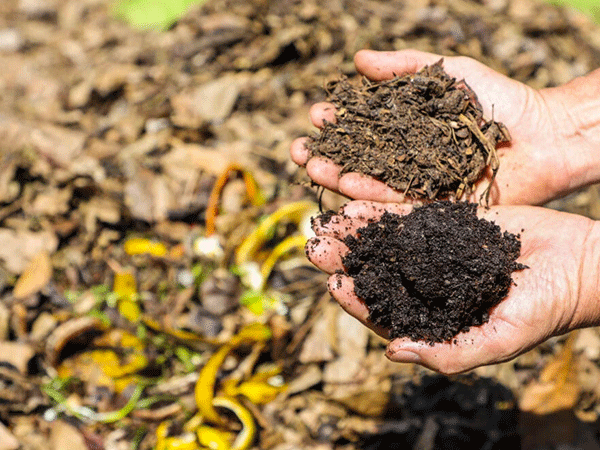 Reciclagem de alimentos ajuda a reduzir emissões