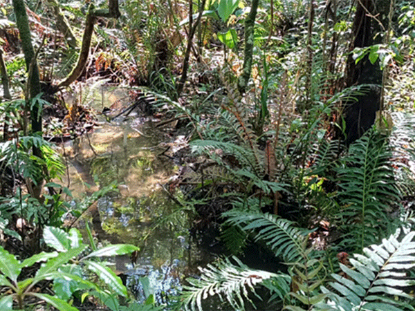 Microclima de áreas ribeirinhas indica avanços na restauração de florestas