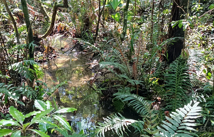 Microclima de áreas ribeirinhas indica avanços na restauração de florestas