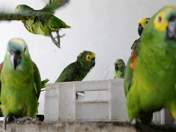 O Brasil é responsável pelo tráfico de 38 milhões de animais silvestres por ano