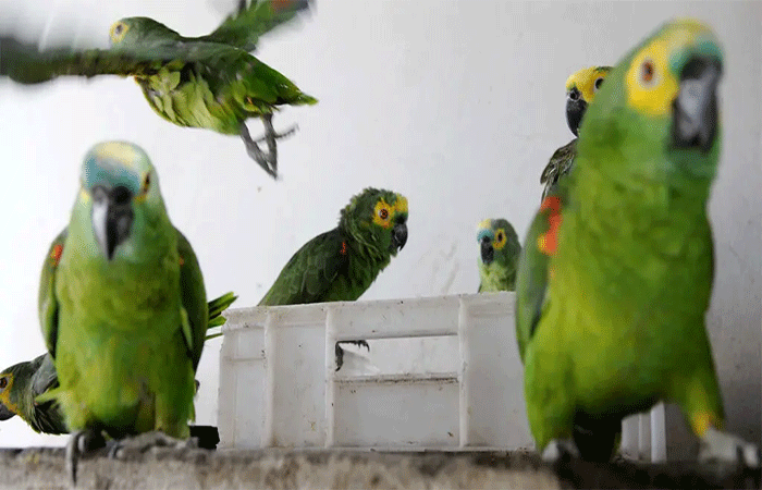 O Brasil é responsável pelo tráfico de 38 milhões de animais silvestres por ano