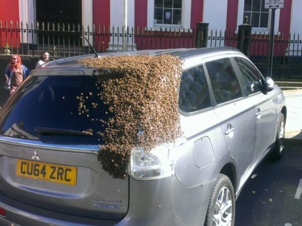 Milhares de abelhas perseguem carro por 2 dias para resgatar rainha que ficou presa na porta