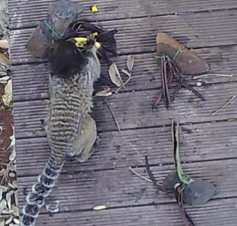 Dispersores de sementes, macacos somente consomem baunilha após aprendizado social