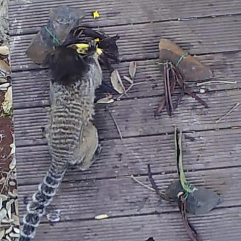 Dispersores de sementes, macacos somente consomem baunilha após aprendizado social