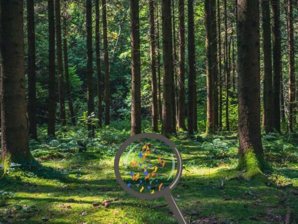 Um novo estudo alemão descobriu que as florestas armazenam até 1 milhão de microplásticos por metro quadrado após décadas de “chuva de plástico”.