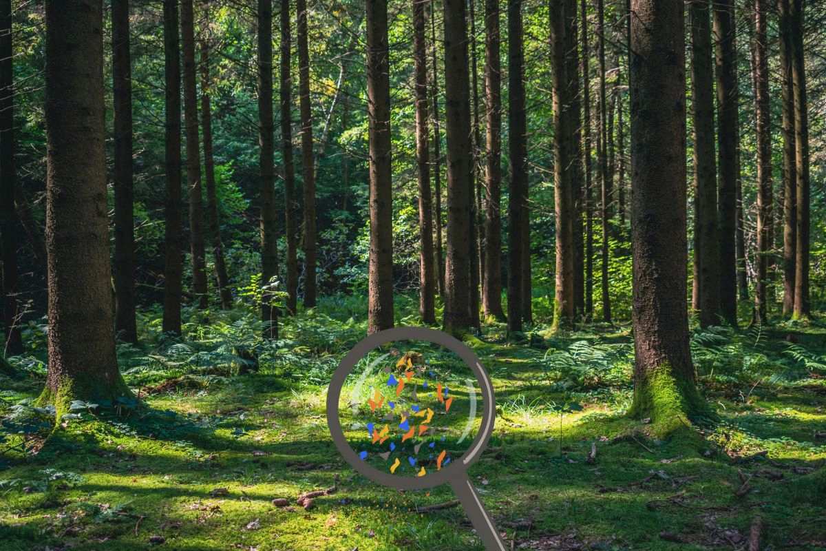 Um novo estudo alemão descobriu que as florestas armazenam até 1 milhão de microplásticos por metro quadrado após décadas de “chuva de plástico”.