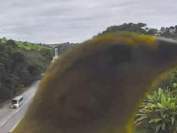 Canários-da-terra ‘rouba a cena’ em filmagens de monitoramento do trânsito na BR-381