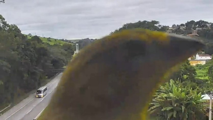 Canários-da-terra ‘rouba a cena’ em filmagens de monitoramento do trânsito na BR-381