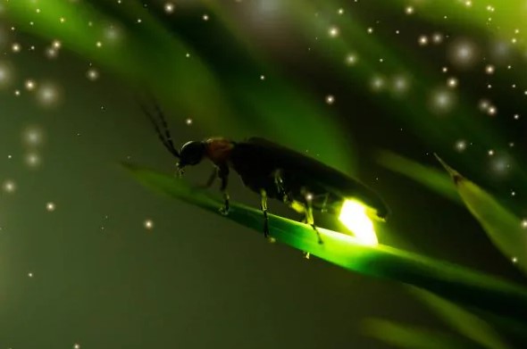 Vaga-lumes em perigo de extinção: cientistas alertam que podemos ser a última geração a vê-los