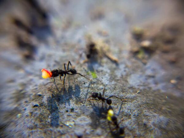 A descoberta de um menino de 8 anos sobre formigas mudou a ciência da Terra.