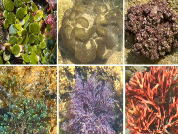 Publicação destaca potencial das algas marinhas na biotecnologia e no desenvolvimento sustentável