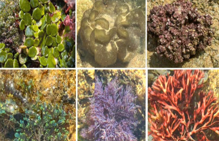 Publicação destaca potencial das algas marinhas na biotecnologia e no desenvolvimento sustentável