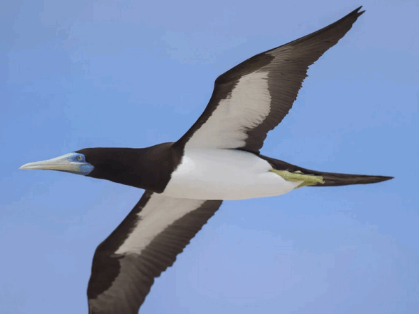 O atobá quarentão que uniu gerações de pesquisadores