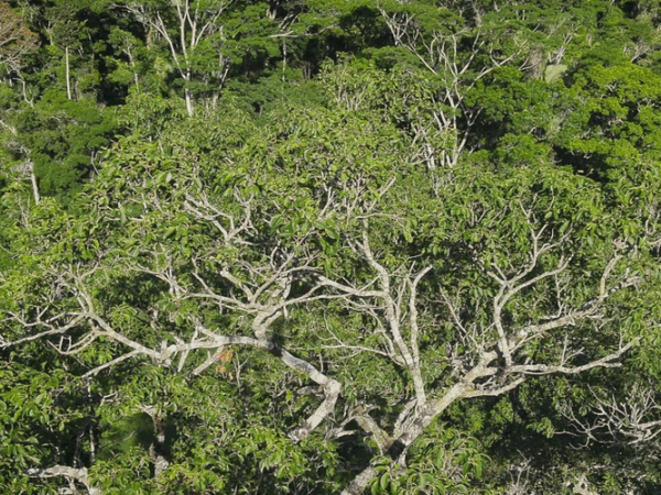 Um jequitibá de 65 metros: conheça a maior árvore viva da Mata Atlântica