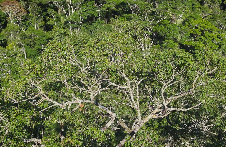 Um jequitibá de 65 metros: conheça a maior árvore viva da Mata Atlântica