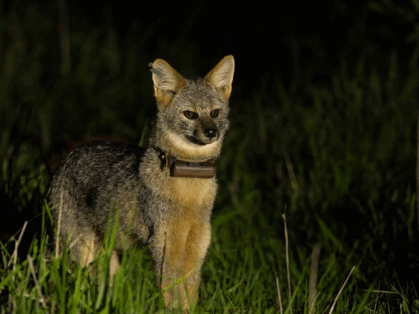 Projeto em fazenda de gado busca proteger espécie de raposa que só existe no Brasil