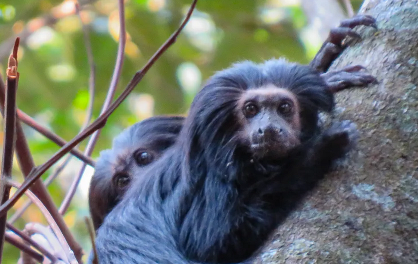 Família de micos-leões-pretos recebe um novo lar para evitar extinção local