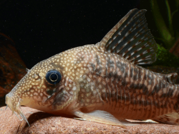 Financiamento coletivo ajuda na descoberta de duas espécies de peixes na Amazônia