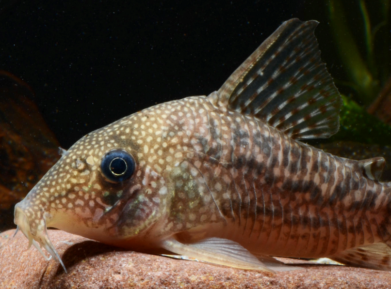 Financiamento coletivo ajuda na descoberta de duas espécies de peixes na Amazônia