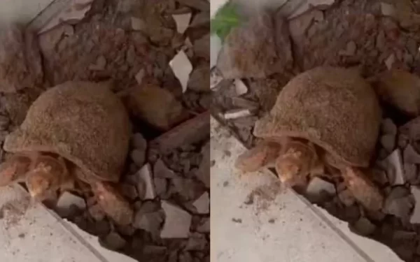 Mulher encontra jabuti que sobreviveu 10 anos soterrado ao trocar piso de casa