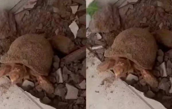 Mulher encontra jabuti que sobreviveu 10 anos soterrado ao trocar piso de casa