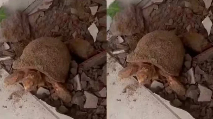 Mulher encontra jabuti que sobreviveu 10 anos soterrado ao trocar piso de casa