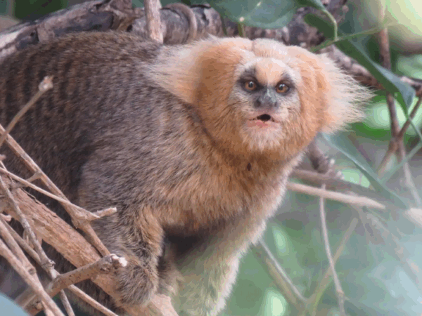 Brasil tem 34 espécies de primatas ameaçadas de extinção