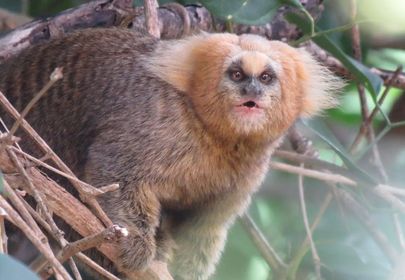 Brasil tem 34 espécies de primatas ameaçadas de extinção