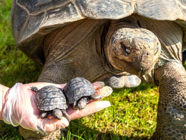 Tartaruga gigante de Galápagos se tornou mãe aos 100 anos