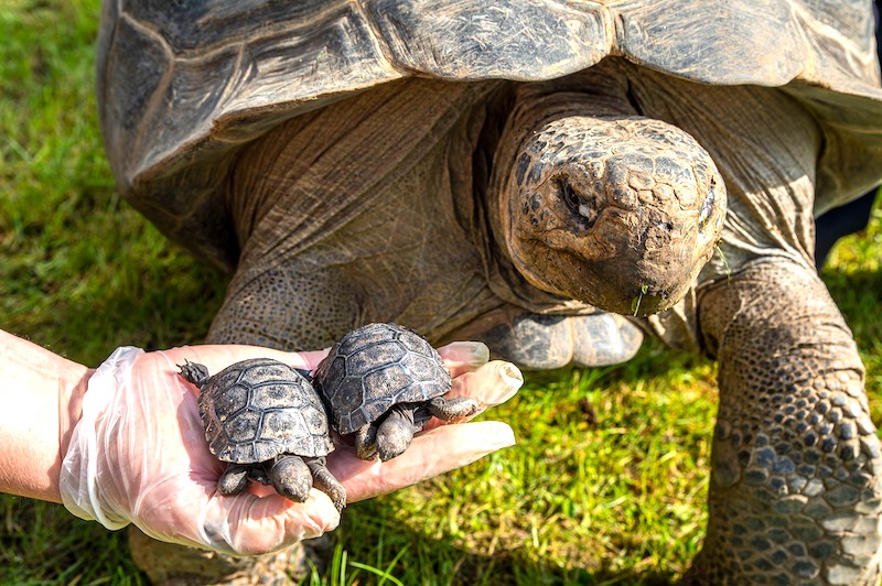 Tartaruga gigante de Galápagos se tornou mãe aos 100 anos