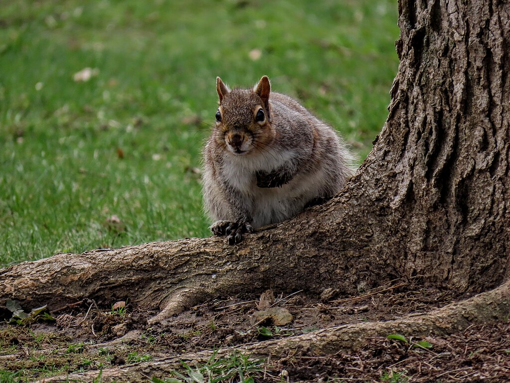 Ruído de trânsito pode fazer com que esquilos se sintam mais seguros