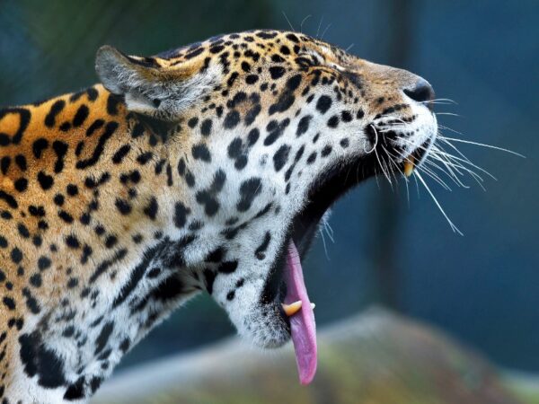 IAT promove capacitação de agentes para atendimento a ocorrências com grandes felinos