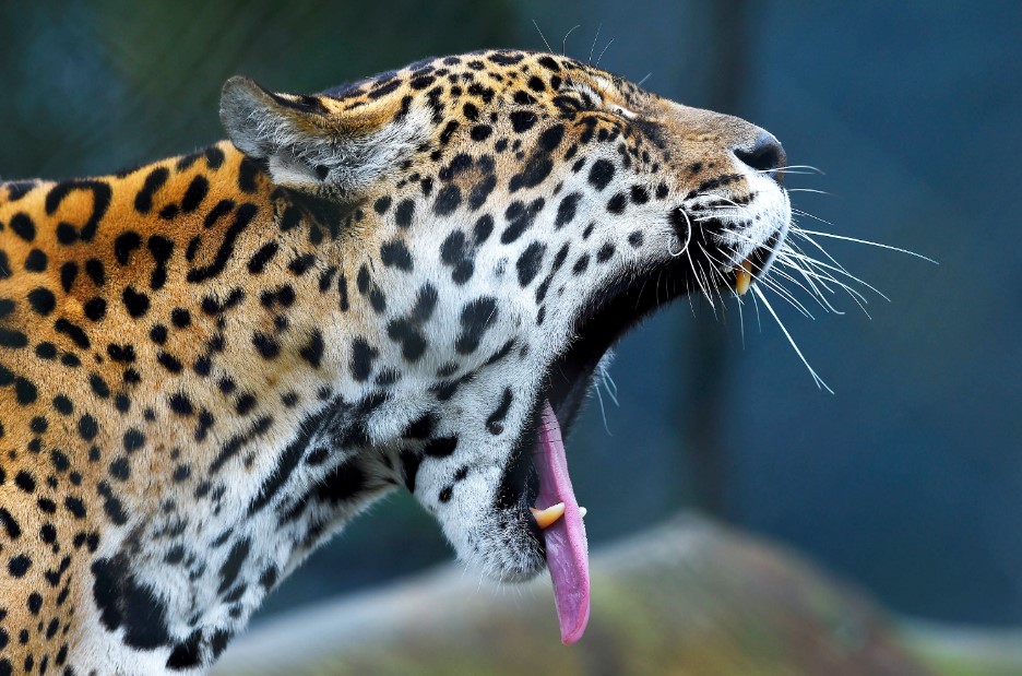 IAT promove capacitação de agentes para atendimento a ocorrências com grandes felinos