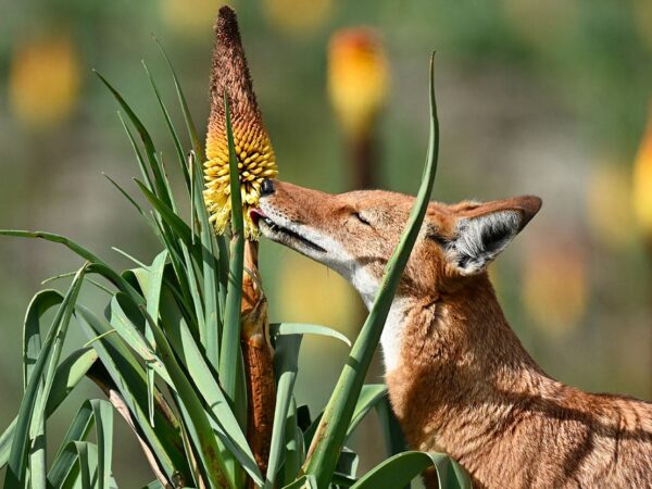 Os lobos etíopes são polinizadores?