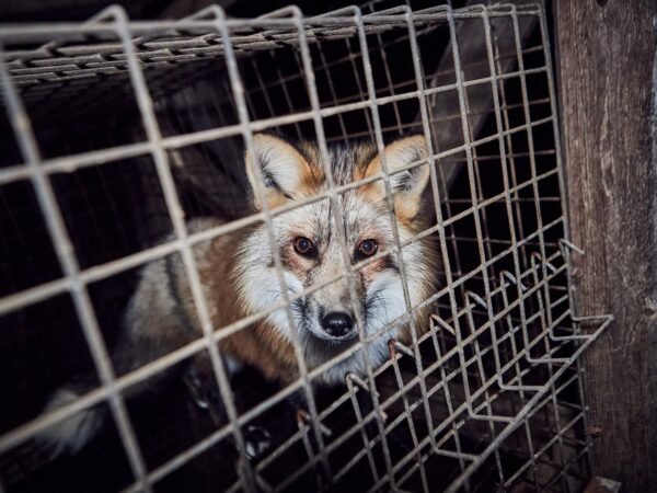 Parlamento polaco vota a favor da proibição de produção de peles com pelo