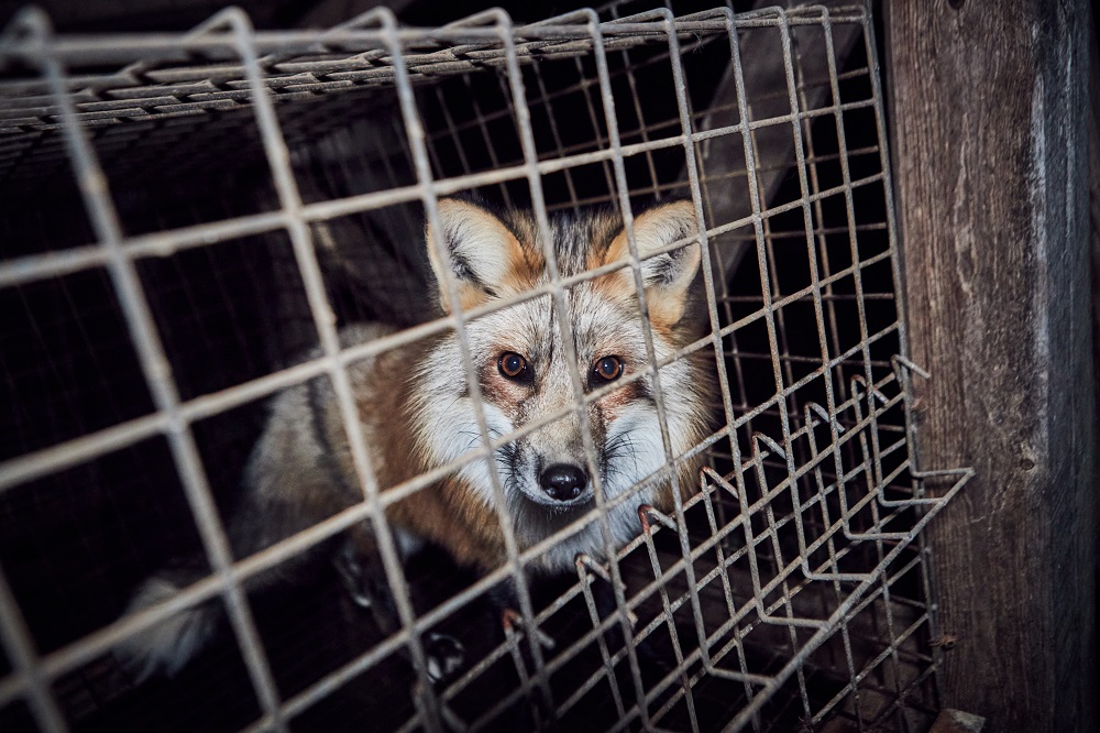 Parlamento polaco vota a favor da proibição de produção de peles com pelo