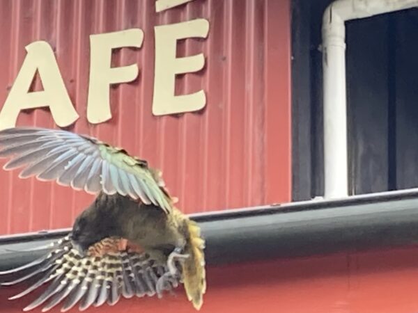 Repelente com aroma a menta ajuda a proteger papagaios da Nova Zelândia da ingestão de veneno