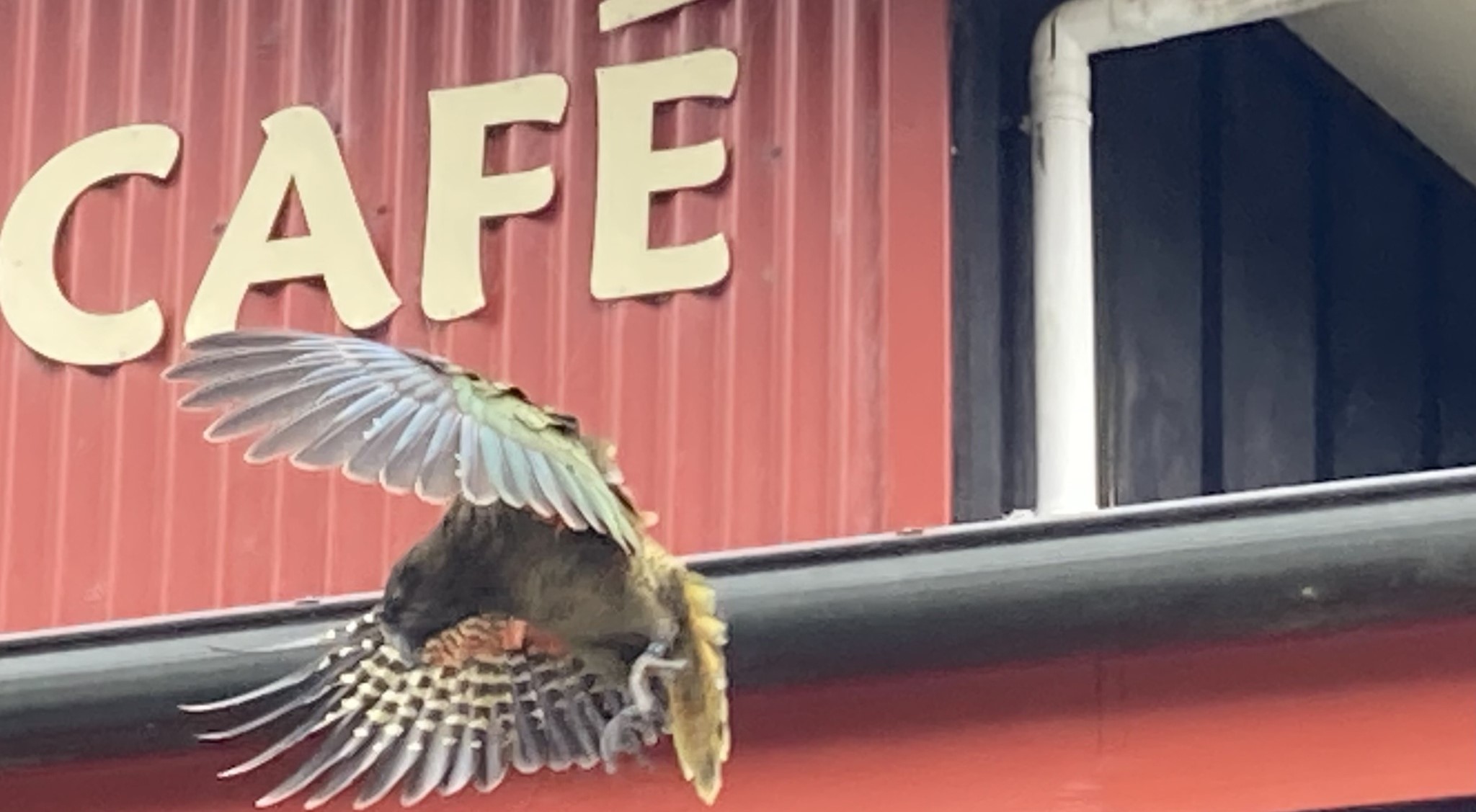 Repelente com aroma a menta ajuda a proteger papagaios da Nova Zelândia da ingestão de veneno