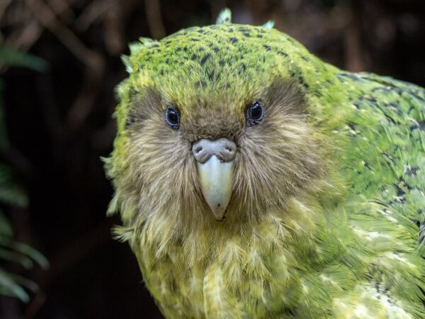 Kakapo escapam, por enquanto, da ameaça das superbactérias
