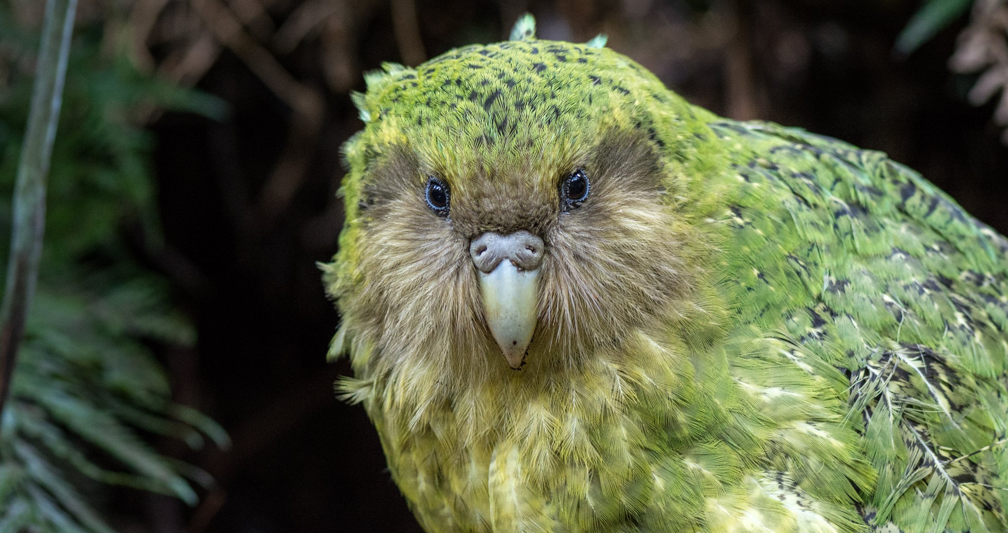 Kakapo escapam, por enquanto, da ameaça das superbactérias