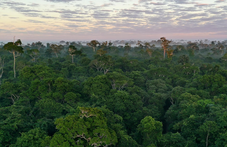 Aquecimento global ameaça resiliência das árvores tropicais