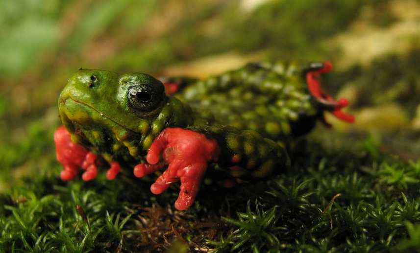 A jornada de sobrevivência do sapinho-admirável-de-barriga-vermelha