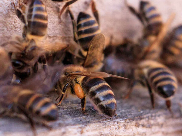 Esses 8 animais reconhecem seus parentes assim como humanos