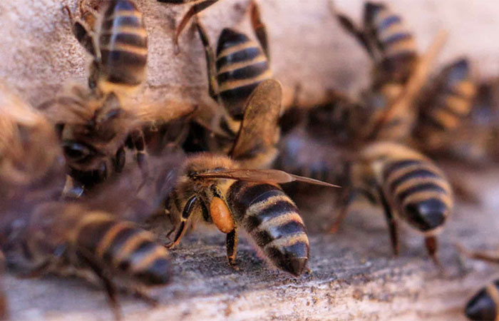 Esses 8 animais reconhecem seus parentes assim como humanos