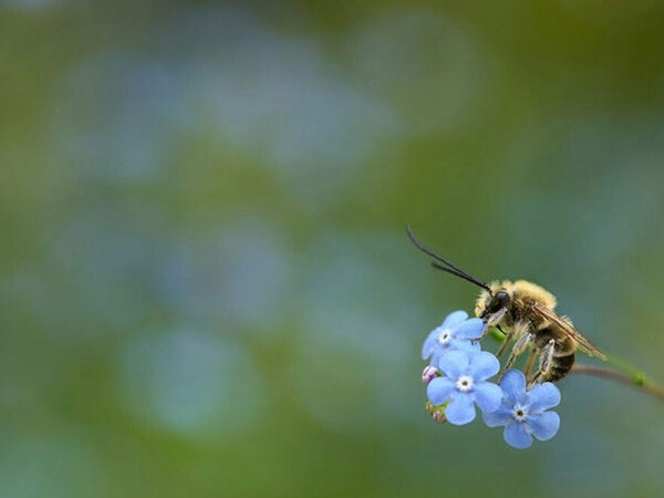 Proteger as abelhas é proteger a nós mesmos