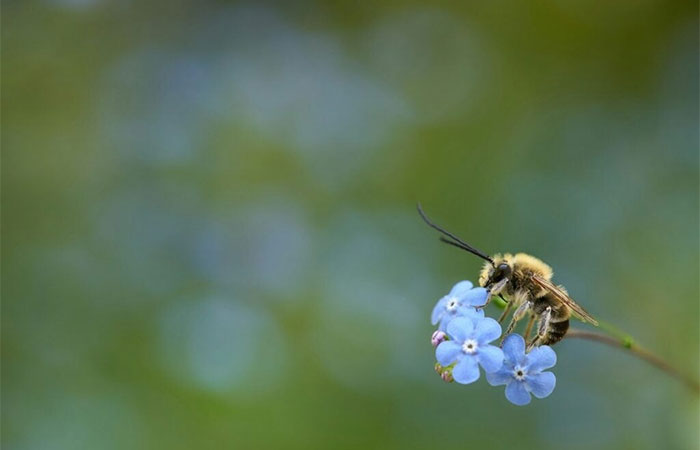 Proteger as abelhas é proteger a nós mesmos