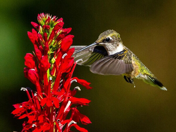 É primavera! Plante flores que se dão bem no clima brasileiro
