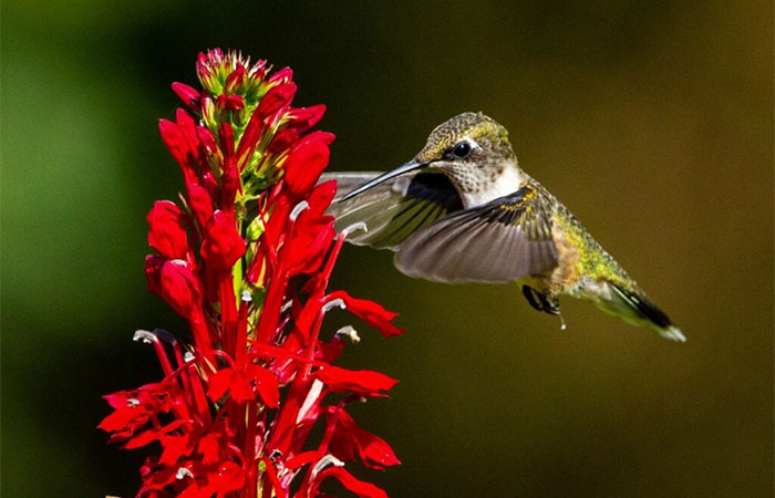 É primavera! Plante flores que se dão bem no clima brasileiro