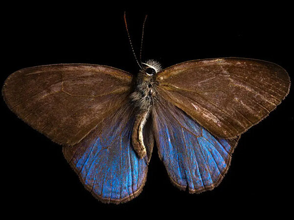 À medida que as florestas são derrubadas, as borboletas estão perdendo suas cores